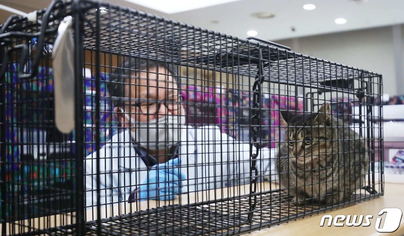 마라도에서 포획·구조된 길고양이가 3일 오전 제주시 조천읍 제주세계유산센터에서 건강검진을 받고 있다. 제주도는 마라도 길고양이가 천연기념물 뿔쇠오리를 사냥한다는 의혹이 제기되자 고양이 42마리를 포획해 이날 본섬으로 이송했다. 2023.3.3/뉴스1 ⓒ News1 오현지 기자