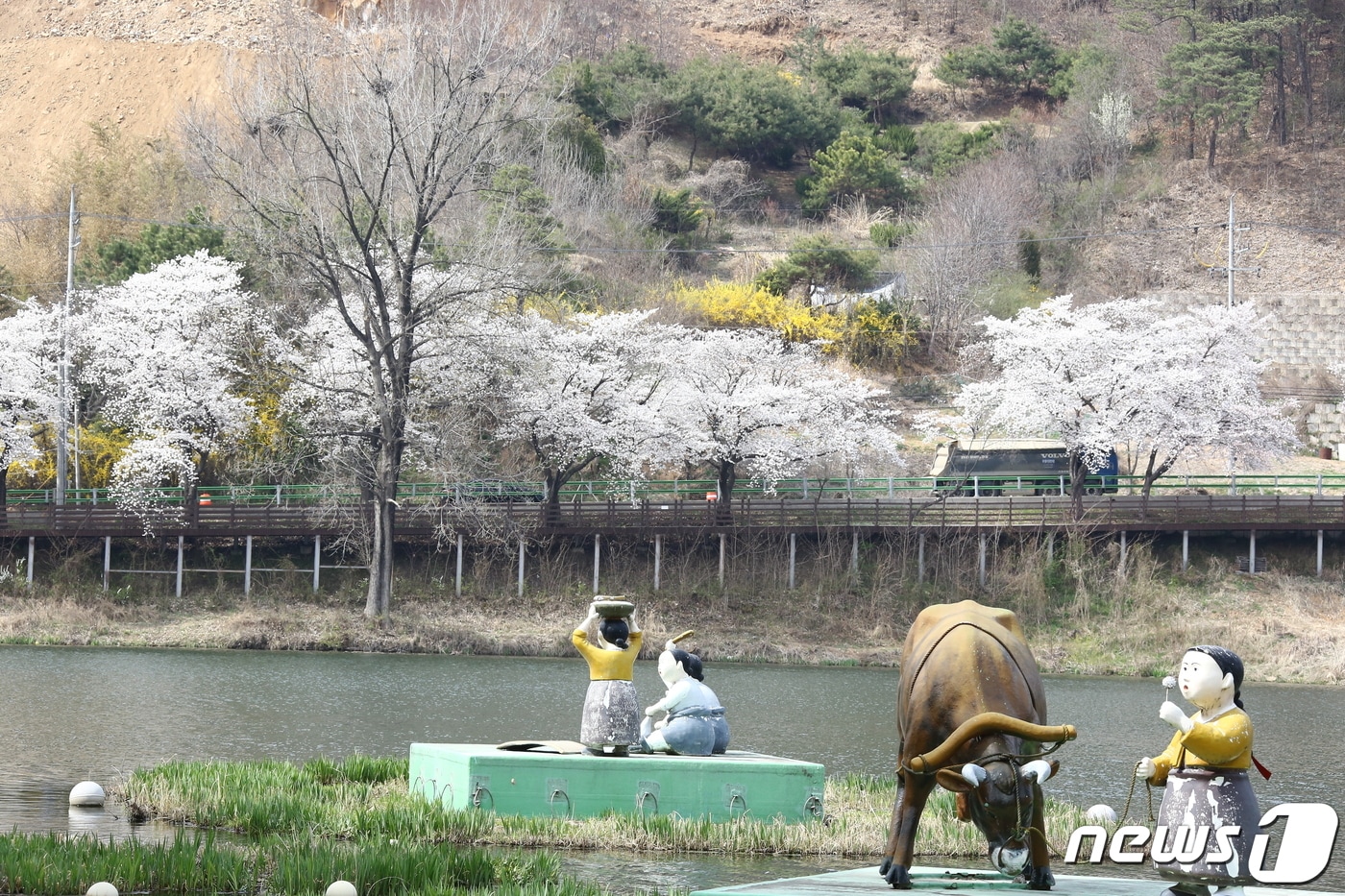 충북 옥천군 소재 옛 37번 국도변 벚꽃길 벚꽃 모습.(옥천군 제공) 