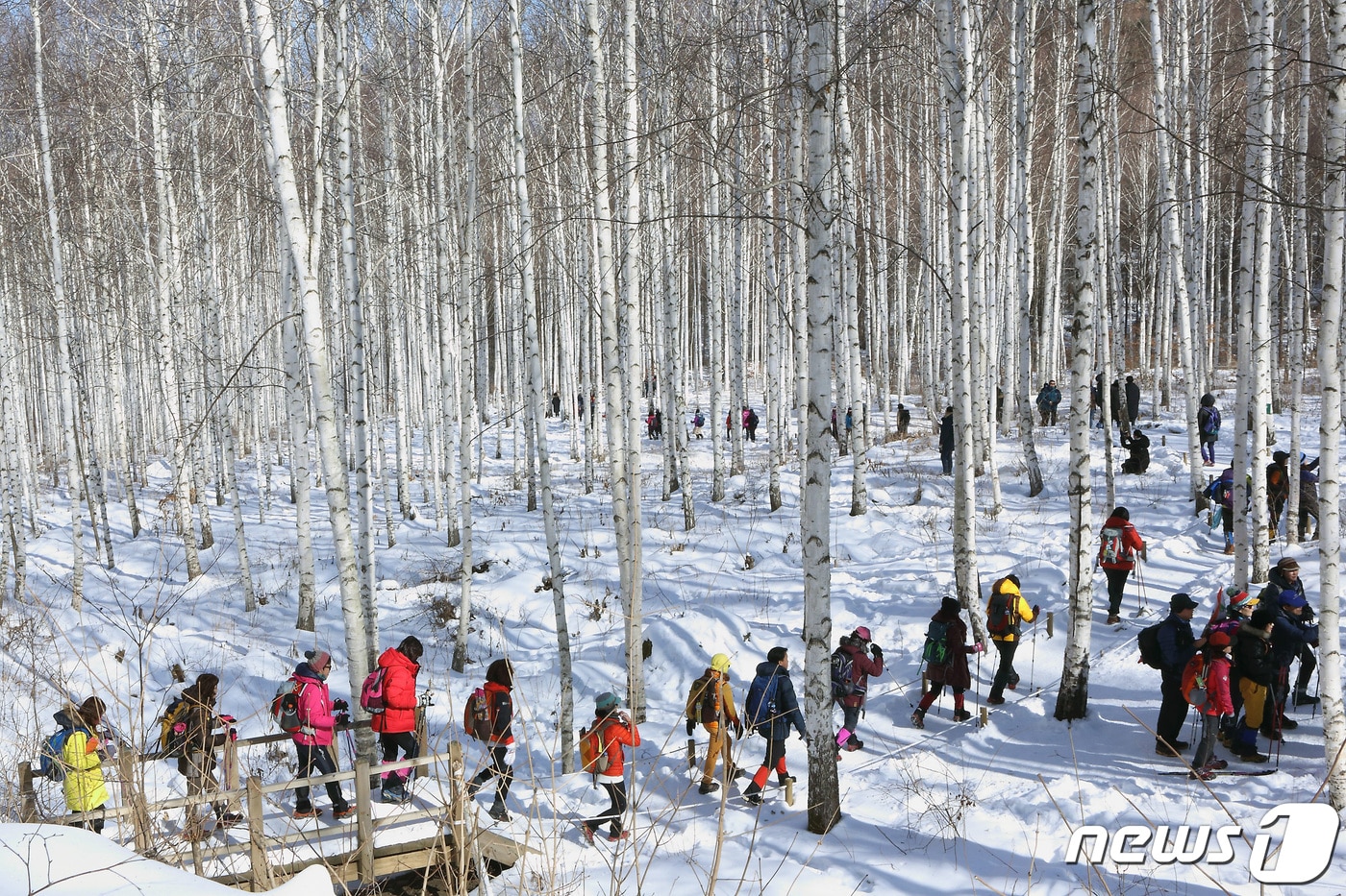 인제군 자작나무 숲.(인제군 제공) 2023.3.7/뉴스1