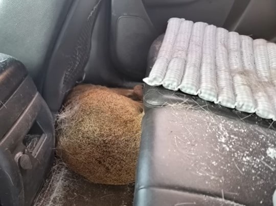 터널을 나서자마자 떨어진 고라니에 차량 앞 유리가 박살 나면서 운전자가 크게 다치는 사고가 발생했다. (유튜브 '한문철 TV')