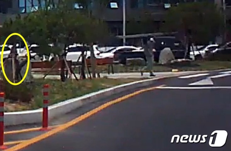 피해자가 교통섬 안에서 보행하는 모습. ('보배드림' 갈무리)