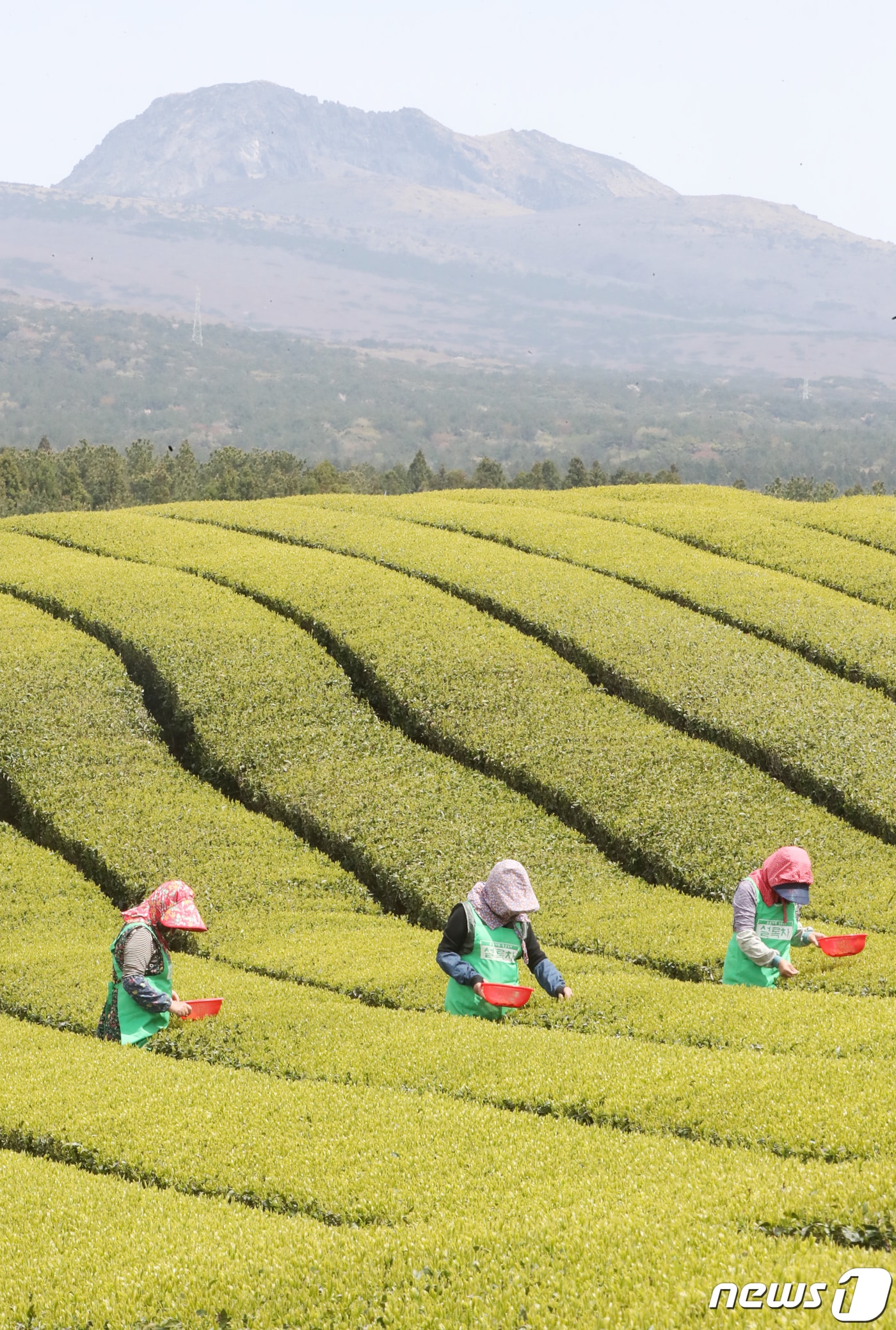 제주 서귀포시 도순동 오설록농장 돌송이차밭에서 주민들이 올해 첫 찻잎을 수확하고 있다. 2023.4.10/뉴스1 ⓒ News1 오현지 기자