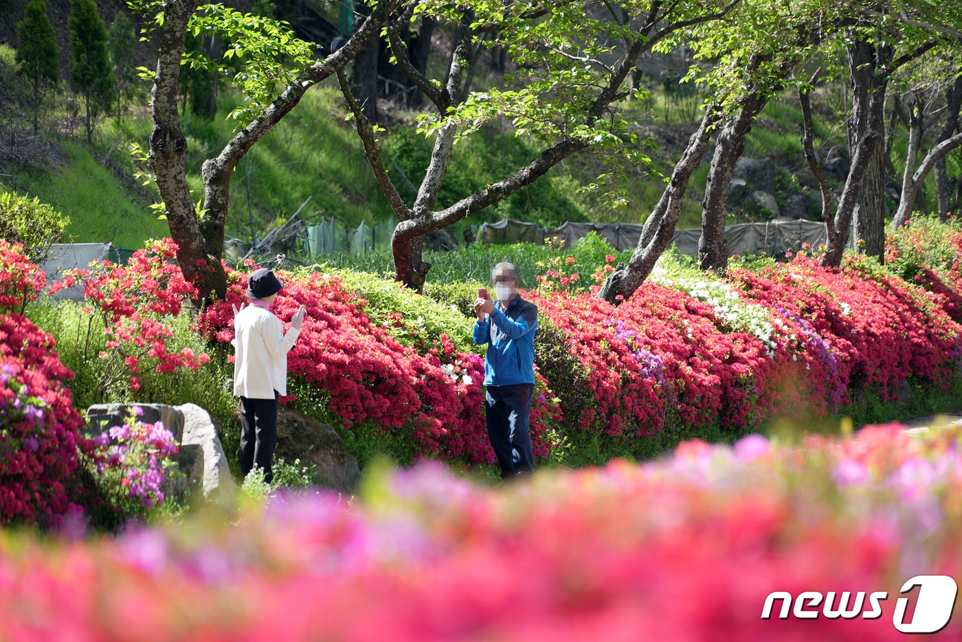 영산홍. 기사 내용과는 무관. (동구 제공) 2023.4.18/뉴스1 ⓒ News1 이승현 기자