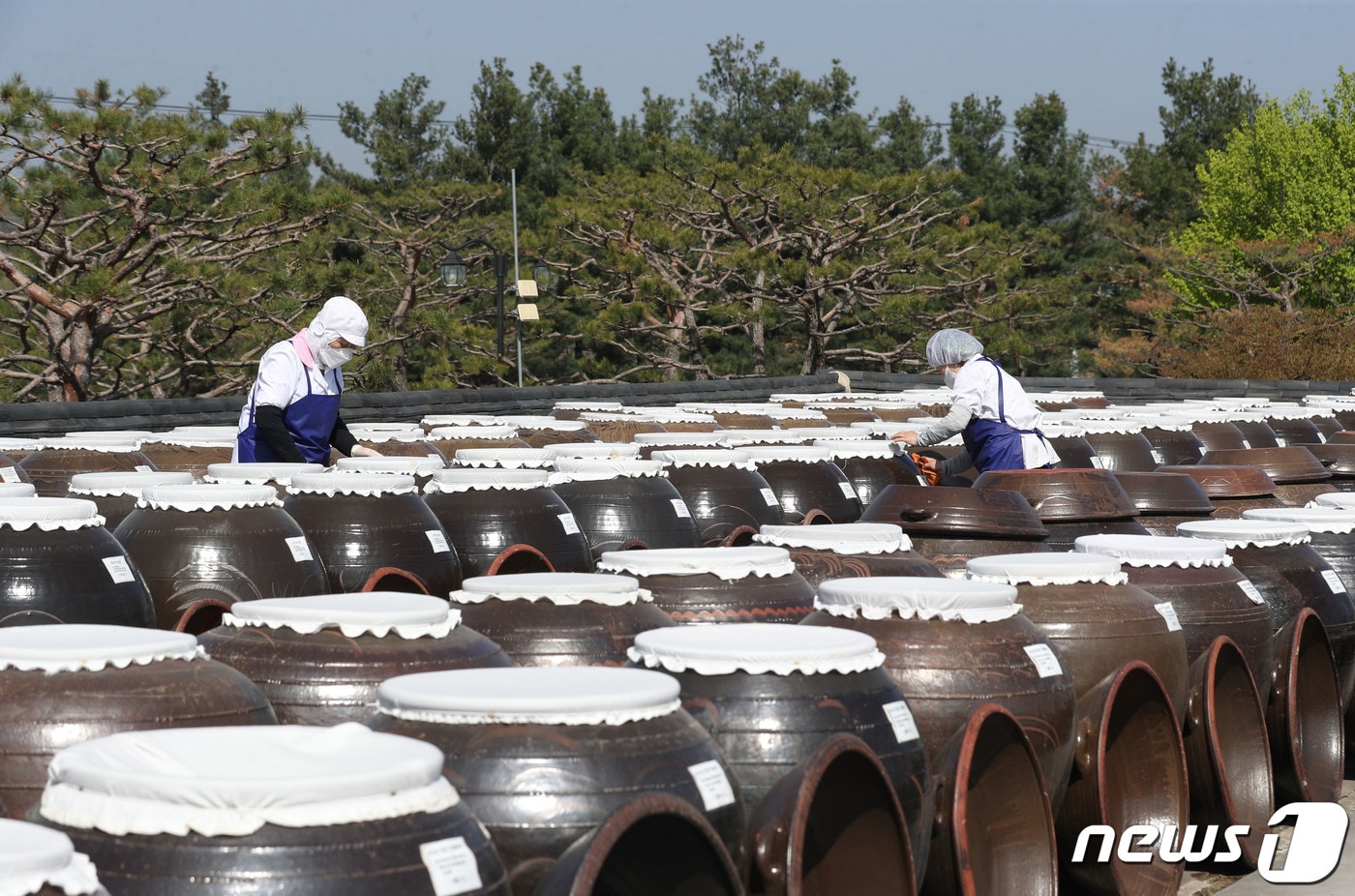 초여름 화창한 날씨에 한 농원 직원들이 장독대를 닦고 있다.. 뉴스1 ⓒ News1 