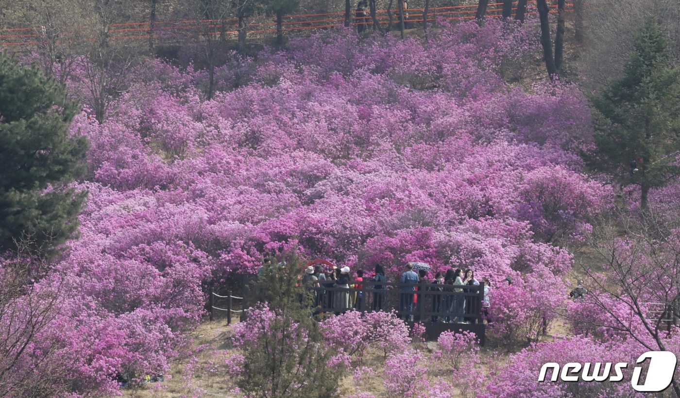 전국적으로 봄꽃이 만개한 2일 경기 부천시 원미산 진달래 동산을 찾은 상춘객들이 진달래꽃을 구경하며 봄 정취를 만끽하고 있다. 부천시는 2일까지 원미산 진달래 동산에서 '제23회 부천 원미산 진달래 축제'를 개최한다.2022.4.2/뉴스1 ⓒ News1 정진욱 기자