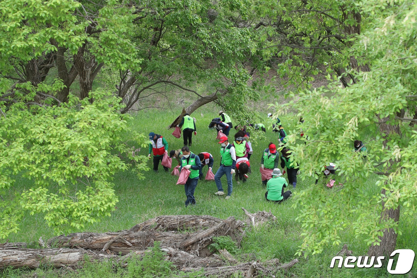 대구 달성습지에서 시민구조봉사단, 남구 환경감시단 등 민간단체 회원과 달성습지관리소 직원 등이 생태계 교란 생물인 가시박을 제거하고 있다.2023.4.24/뉴스1 ⓒ News1 공정식 기자