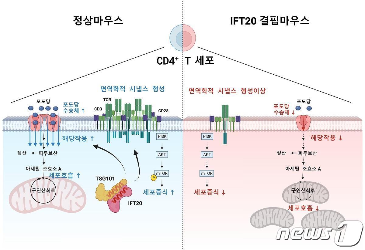 연구 모델 요약도(카이스트 제공)