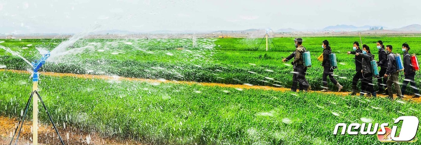 (평양 노동신문=뉴스1) = 북한 노동당 기관지 노동신문은 29일 "불리한 조건을 극복하고 올 곡식 농사에서 기어이 좋은 결실을 안아오자＂라고 촉구했다. 사진은 신천군 석당농장. [국내에서만 사용가능. 재배포 금지. DB 금지. For Use Only in the Republic of Korea. Redistribution Prohibited] rodongphoto@news1.kr
