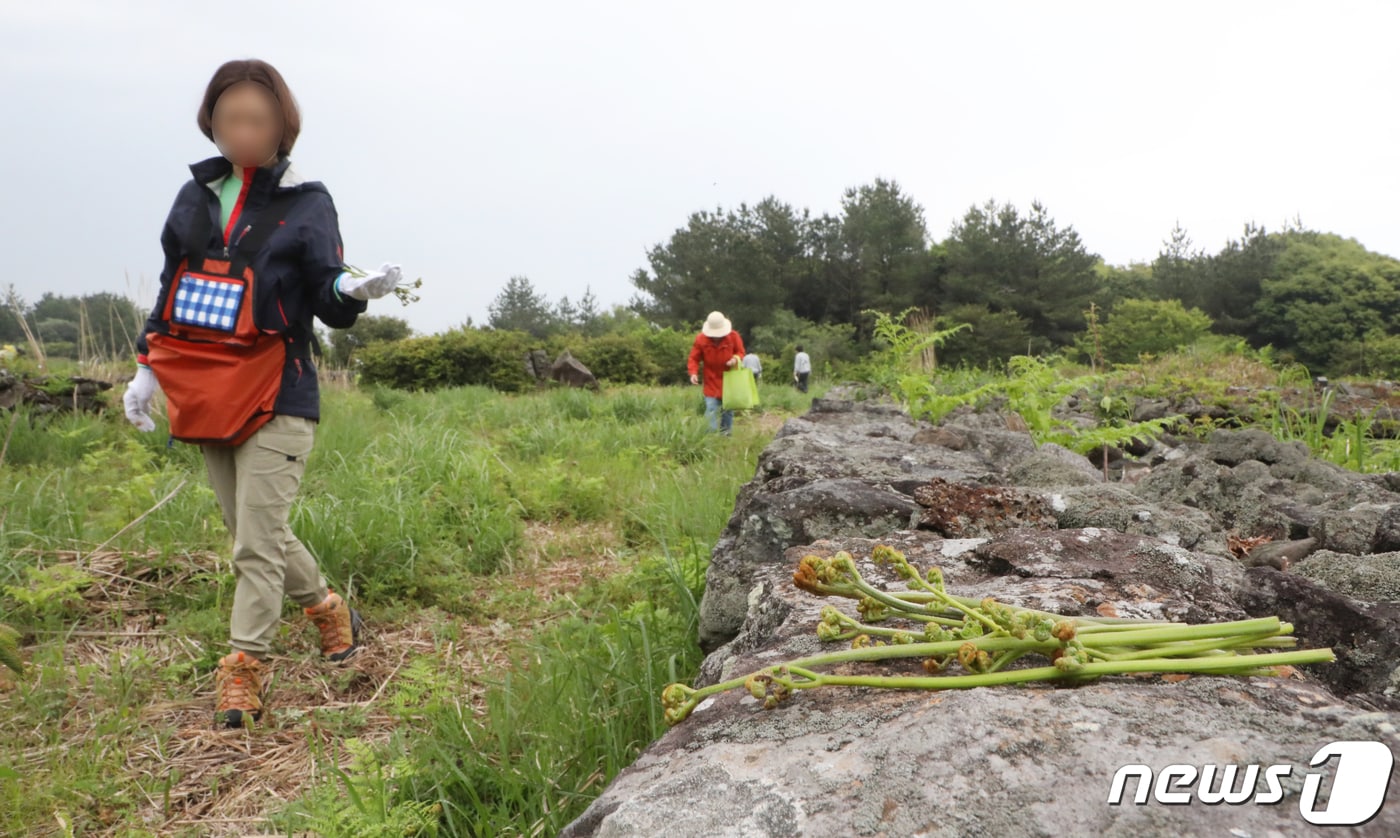 제27회 한라산 청정 고사리 축제(자료사진)ⓒ News1 오현지 기자