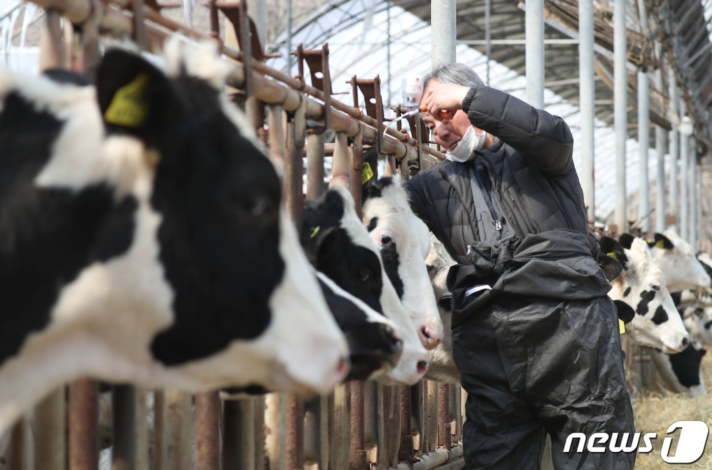 전국 소·염소 사육 농가를 대상으로 상반기 구제역 백신 일제접종을 본격적으로 시작한 3일 오전 경기 안성시의 한 젖소 농가에서 수의사가 구제역 백신을 접종하고 있다. 올해 상반기 일제접종은 4월 1일부터 5월12일까지 실시되며, 해당 기간 중 전국의 11만여 농가들은 사육 중인 444만7000여 마리를 대상으로 백신을 접종한다. 2023.4.3/뉴스1 ⓒ News1 김영운 기자