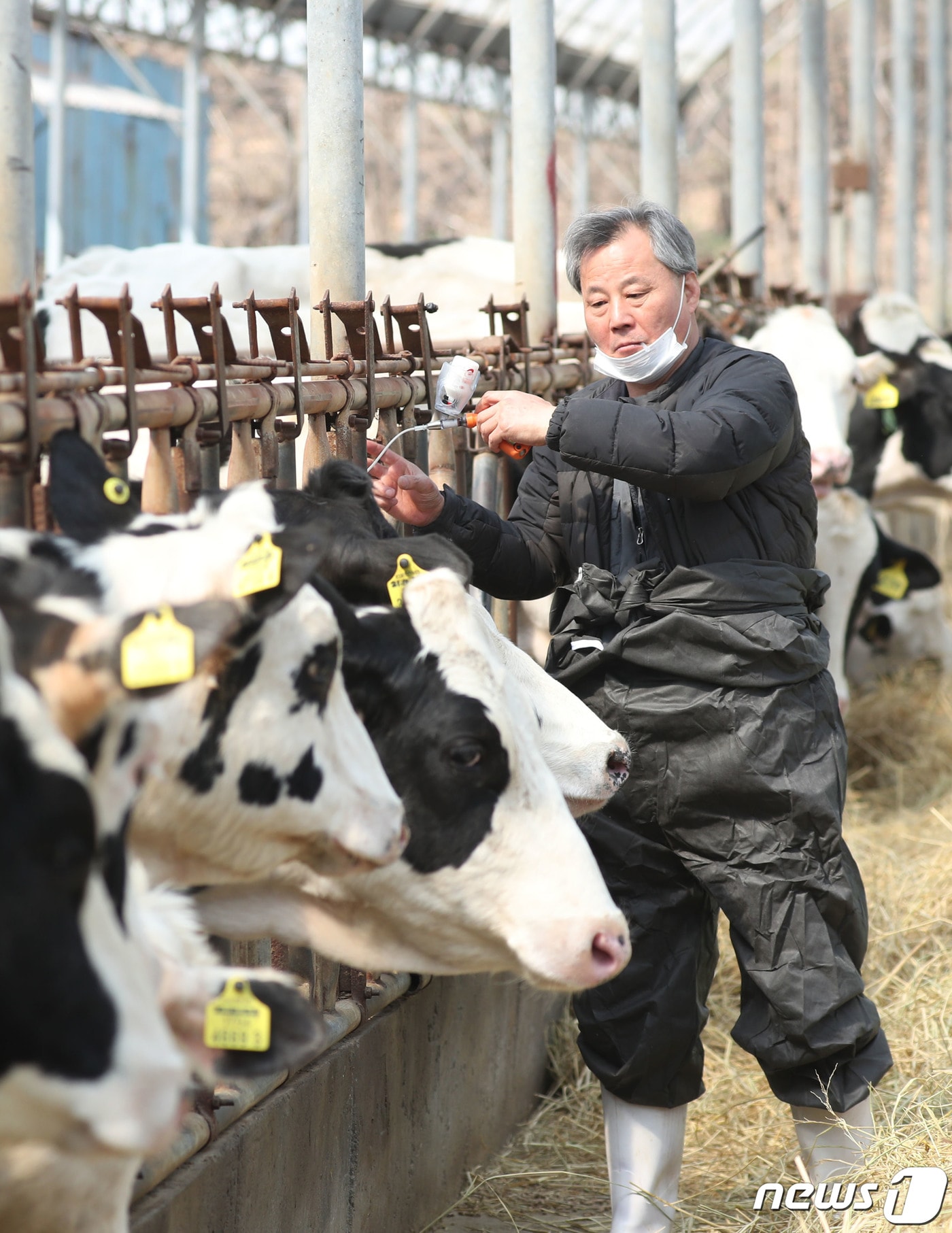 전국 소·염소 사육 농가를 대상으로 상반기 구제역 백신 일제접종을 본격적으로 시작한 3일 오전 경기 안성시의 한 젖소 농가에서 수의사가 구제역 백신을 접종하고 있다. 올해 상반기 일제접종은 4월 1일부터 5월12일까지 실시되며, 해당 기간 중 전국의 11만여 농가들은 사육 중인 444만7000여 마리를 대상으로 백신을 접종한다. 2023.4.3/뉴스1 ⓒ News1 김영운 기자