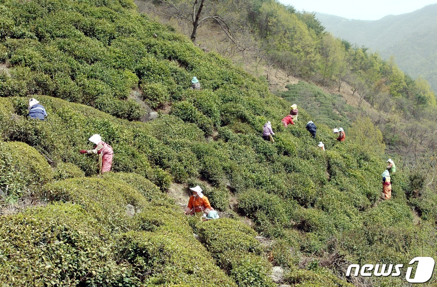 하동 녹차 수확 장면(하동군 제공).