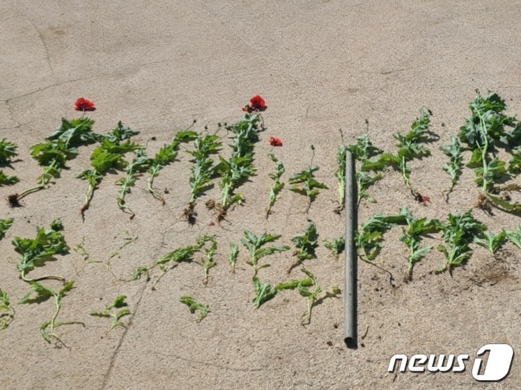 전북 부안해경은 이달부터 7월까지 약 4개월간 마약류에 대한 특별 단속을 실시한다고 5일 밝혔다.. 과거 부안해양경찰서에서 단속한 양귀비 사진(부안해경 제공)2023.4.5/뉴스1