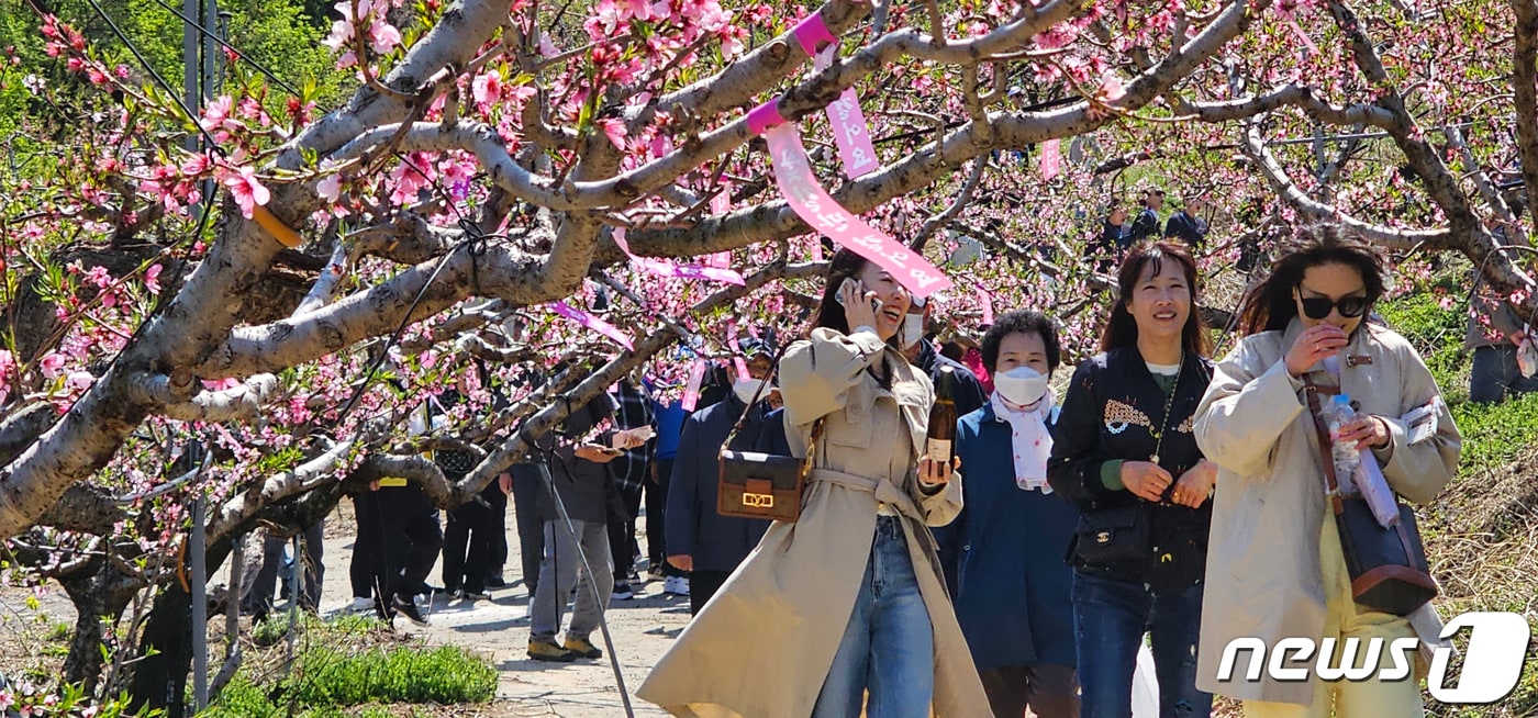 8일 경북 경산시 남산면 반곡지 일원에서 열린 '복사꽃길 걷기'행사에 참여한 시민들이 복사꽃이 만발한 밭 사이로 걷고 있다. 반곡지는 수백년된 왕버들 20여 그루가 줄지어 선 나무터널이 아름다워 문화체육관광부 '사진찍기 좋은 녹색명소'로 선정된 곳이다. 2023.4.8/뉴스1 ⓒ News1 정우용 기자