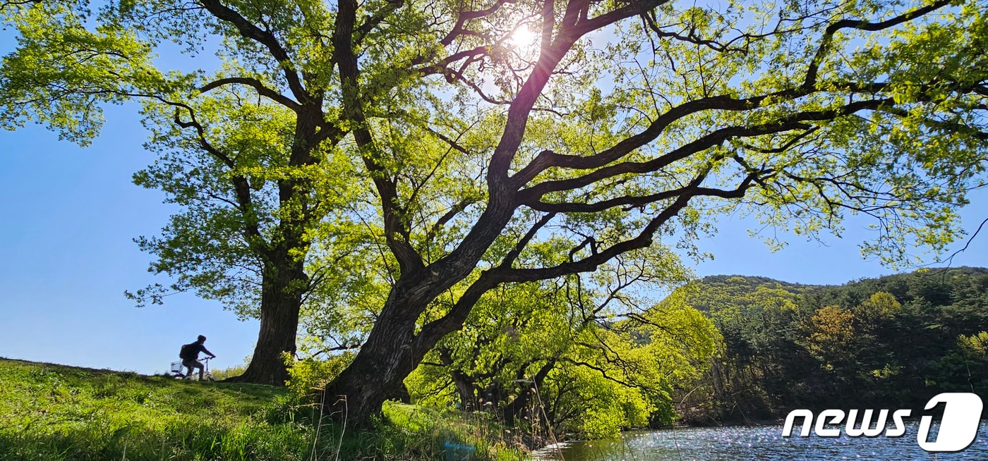 주말인 8일 경북 경산 남산면 반곡지 수백년 된 왕버들 나무에 봄을 맞아 싹을 틔운 연두색 이파리들이 햇살을 받아 환상적인 풍경을 연출하고 있다. 반곡지는 수백년된 왕버들 20여 그루가 줄지어 선 나무터널이 문화체육관광부 '사진찍기 좋은 녹색명소'로 선정된 곳이다. 2023.4.8/뉴스1 ⓒ News1 정우용 기자