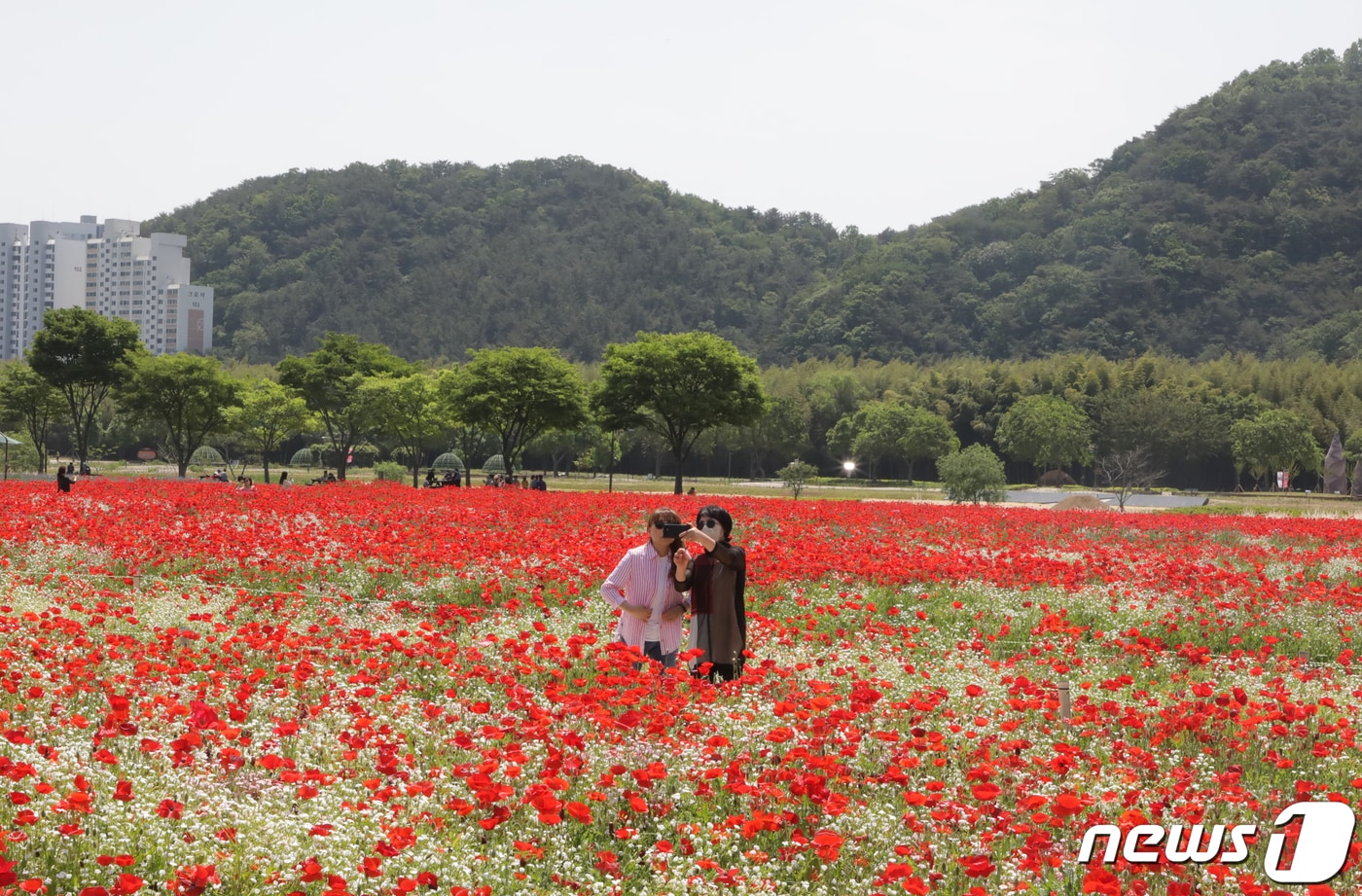 10일 울산 태화강 국가정원에서 19일부터 21일까지 열리는 봄꽃축제를 앞두고 꽃양귀비가 활짝 피어 있다. 2023.5.10/뉴스1 ⓒ News1 김지혜 기자