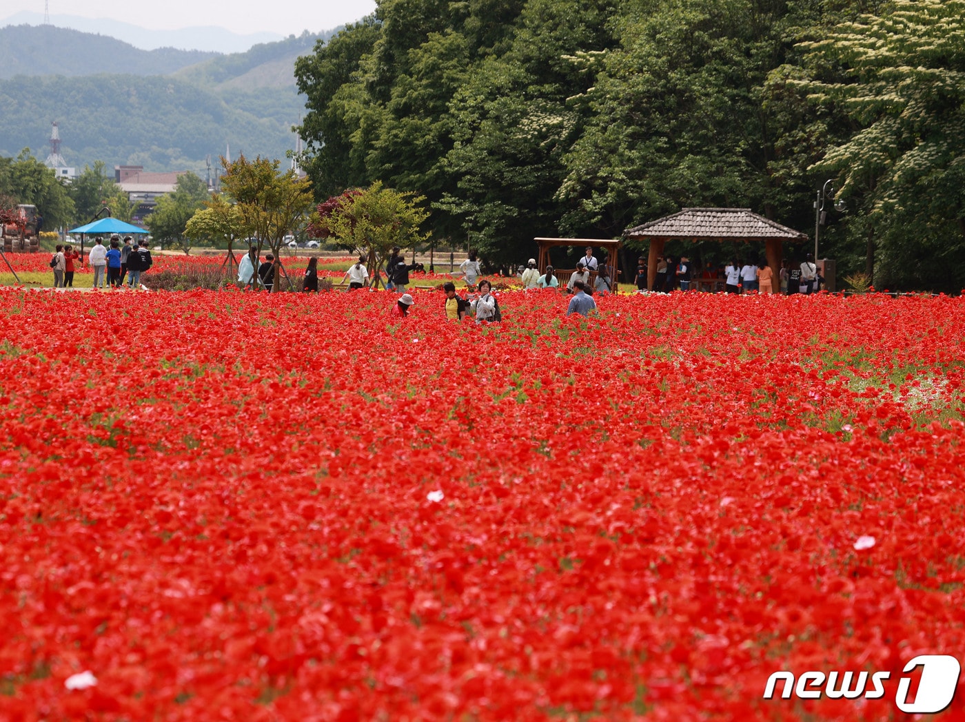 함양 상림공원 양귀비 꽃(함양군 제공. 재판매 및 DB금지)
