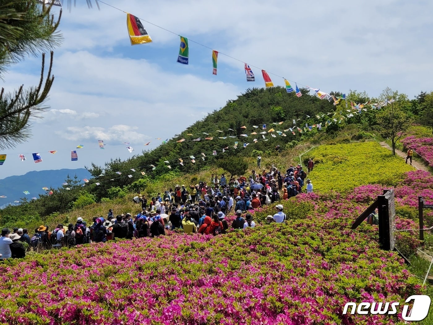 지난해 신어산 철쭉축제 모습.&#40;김해시 제공&#41;