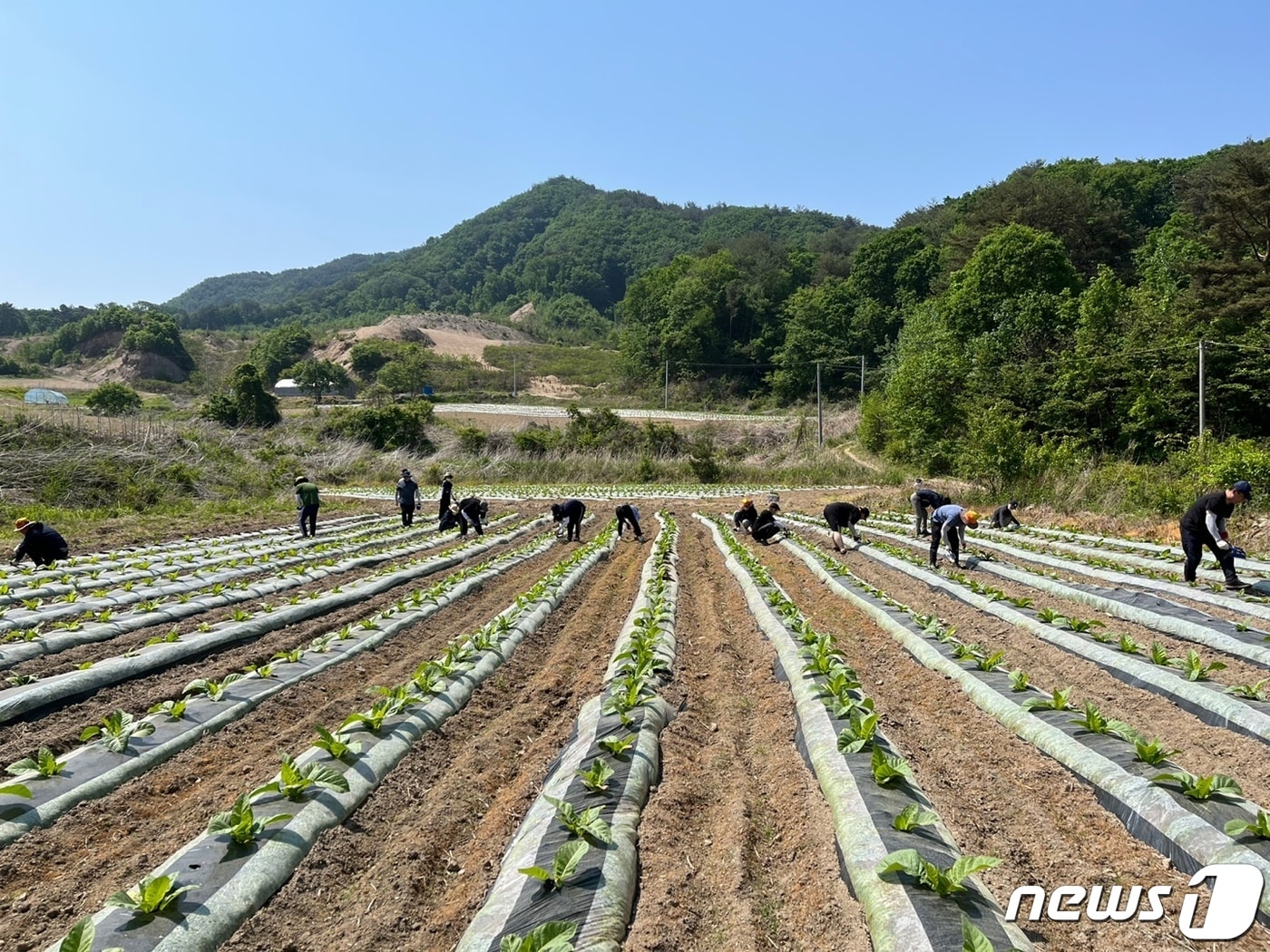 지난해 영농철 일손돕기 나선 화천군청 직원들.&#40;화천군 제공&#41;