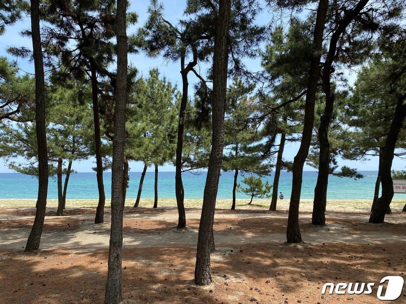 강원도 강릉시 안목해변 인근에 마련된 LG유플러스의 워케이션 오피스 'U+토피아' 주변 풍경. 2023.5.24/뉴스1 ⓒ News1 이기범 기자