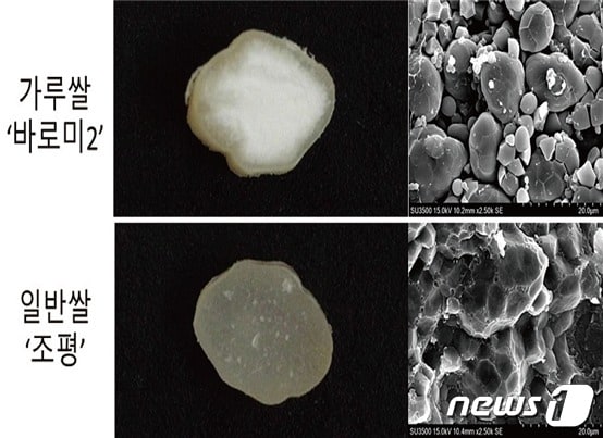 농촌진흥청은 농림축산식품부의 '2023년 가루쌀 생산단지 조성 사업'이 성공적으로 진행될 수 있도록 전담관리팀을 지정 운영하고, 재배기술 교육 및 기술지원을 집중적으로 추진한다.(농촌진흥청 제공)2023.5.29./뉴스1
