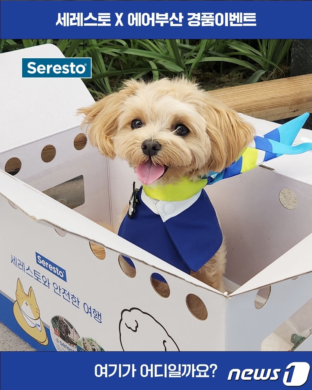 에어부산과 함께 반려견을 위한 경품이벤트를 진행한다. (세레스토 제공) ⓒ 뉴스1