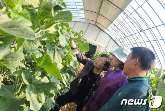 전북 부안군 지역 특산품이자 대표적인 여름 과일인 &#39;부안 멜론&#39;이 첫 출하됐다.&#40;부안군 제공&#41;2023.6.1/뉴스1 