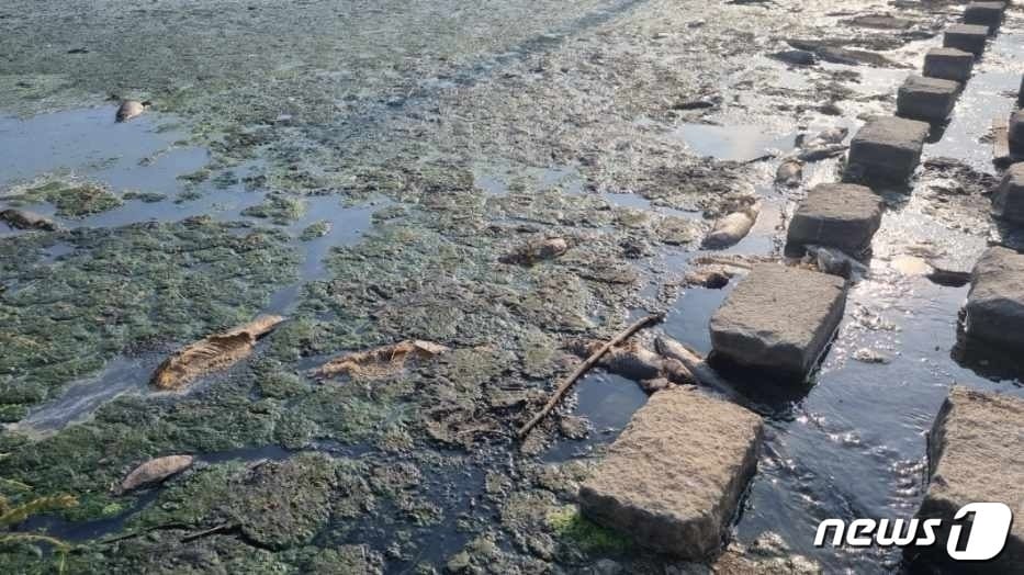 9일 오후 전남 여수 쌍봉천으로 오폐수가 흘러들어 물고기가 폐사해 있다.&#40;여수환경운동연합 제공&#41;2023.6.10/뉴스1