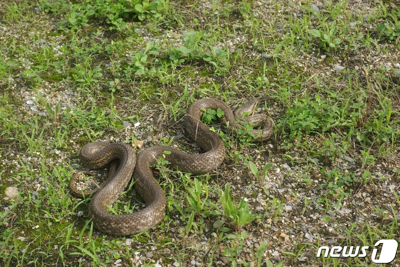 야생 구렁이.&#40;사진은 기사와 관련 없음&#41; 뉴스1 DB ⓒ News1 