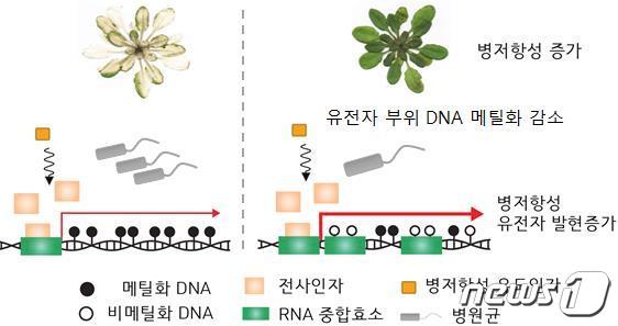 유전자 부위의 DNA 메틸화를 통한 식물 병저항성 기억 모델.(포항공대 제공)/뉴스1