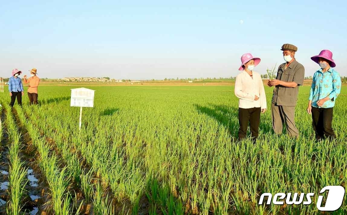 (평양 노동신문=뉴스1) = 북한 노동당 기관지 노동신문은 13일 "역량과 수단을 집중해 김매기를 제때에 질적으로 해야한다"라고 보도했다. 사진은 강남군 장교농장. [국내에서만 사용가능. 재배포 금지. DB 금지. For Use Only in the Republic of Korea. Redistribution Prohibited] rodongphoto@news1.kr