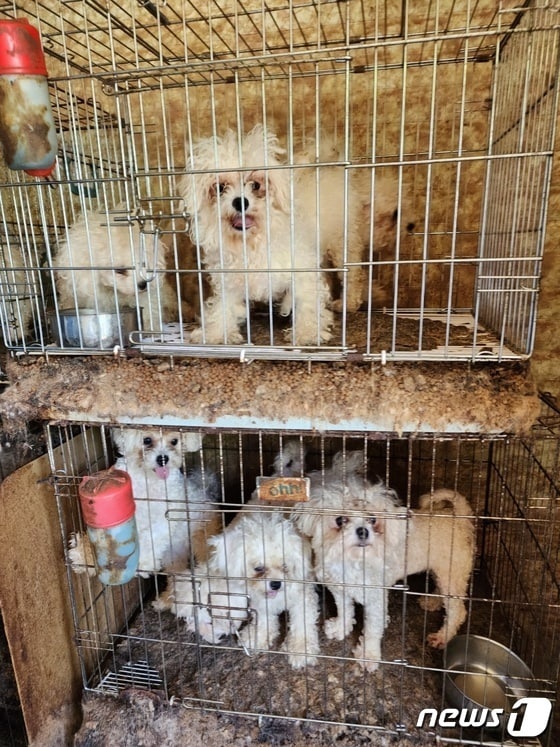 동물생산업 허가없이 개 번식장을 운영한 A씨(36)가 합동 단속에 적발됐다.2023.5.2/뉴스1