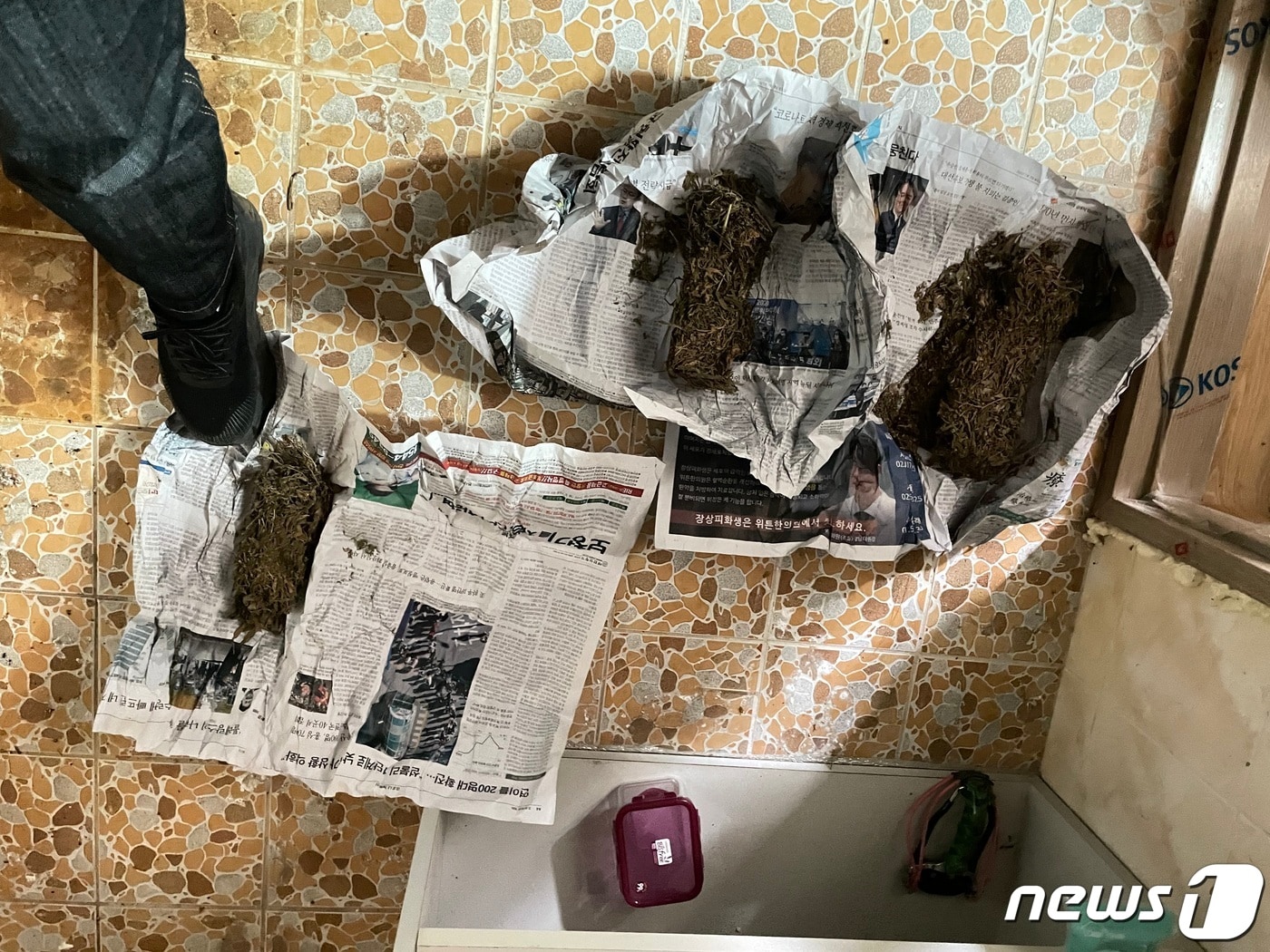 별장에서 발견된 대마초.(강원경찰청 제공) 2023.6.15/뉴스1