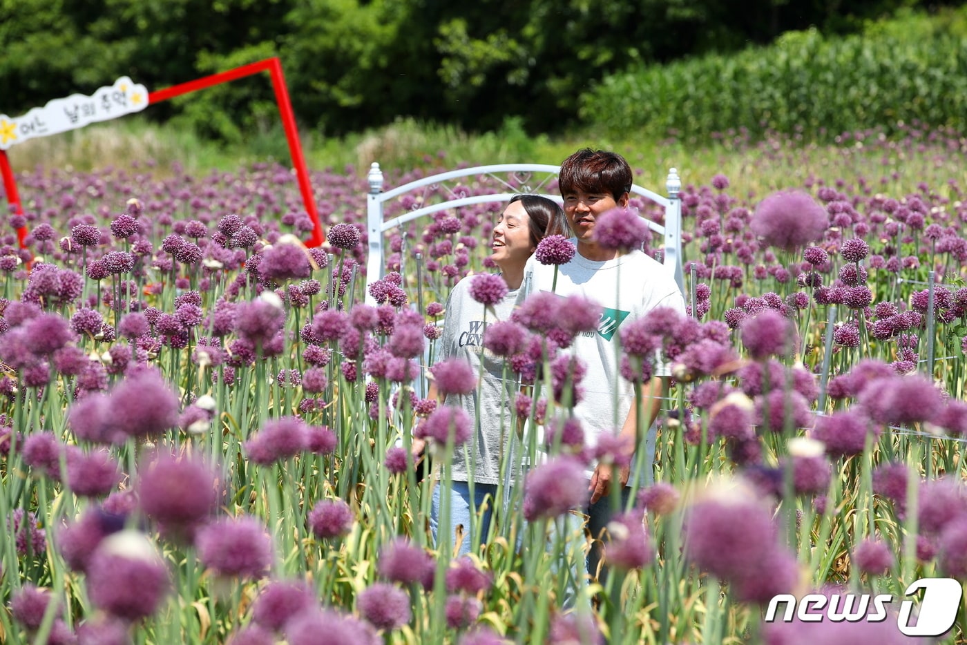 16일 전남 강진군 작천면 부흥마을에 활짝 핀 코끼리마늘꽃이 관광객들의 눈길을 모으고 있다.(강진군 제공)2023.6.16/뉴스1 ⓒ News1