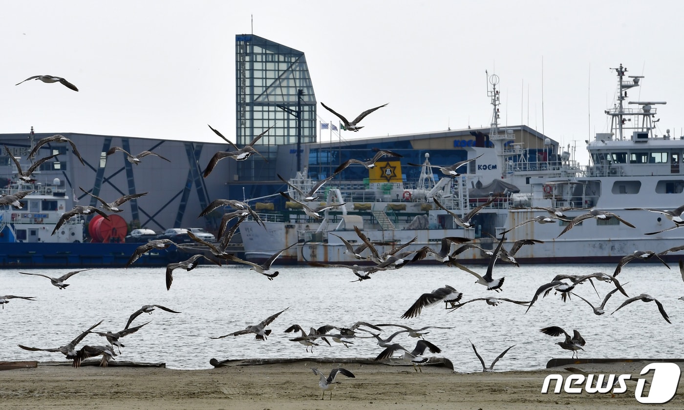 19일 경북 포항시 북구 동빈항에서 갈매기들이 먹잇감을 찾아 날아가고 있다.2023.6.19/뉴스1 ⓒ News1 최창호 기자