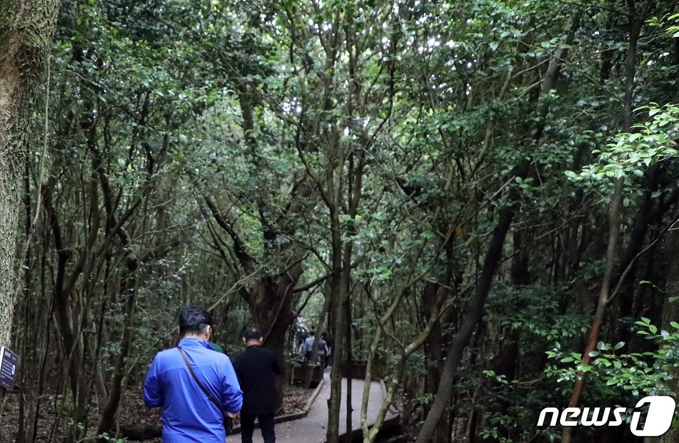 제주 곶자왈 숲길. 곶자왈은 제주도 화산활동 중 분출한 용암류가 만들어낸 불규칙한 암괴지대로 숲과 덤불 등 다양한 식생을 이루는 곳이다/뉴스1 ⓒ News1 
