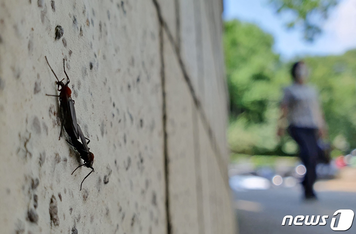 러브버그 자료사진(사진은 기사 내용과 무관함) / 뉴스1 ⓒ News1
