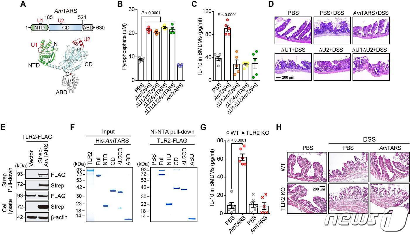 아커만시아 뮤시니필라 AmTARS의 항염증 면역 조절 기능(한국생명공학연구원 제공)/뉴스1