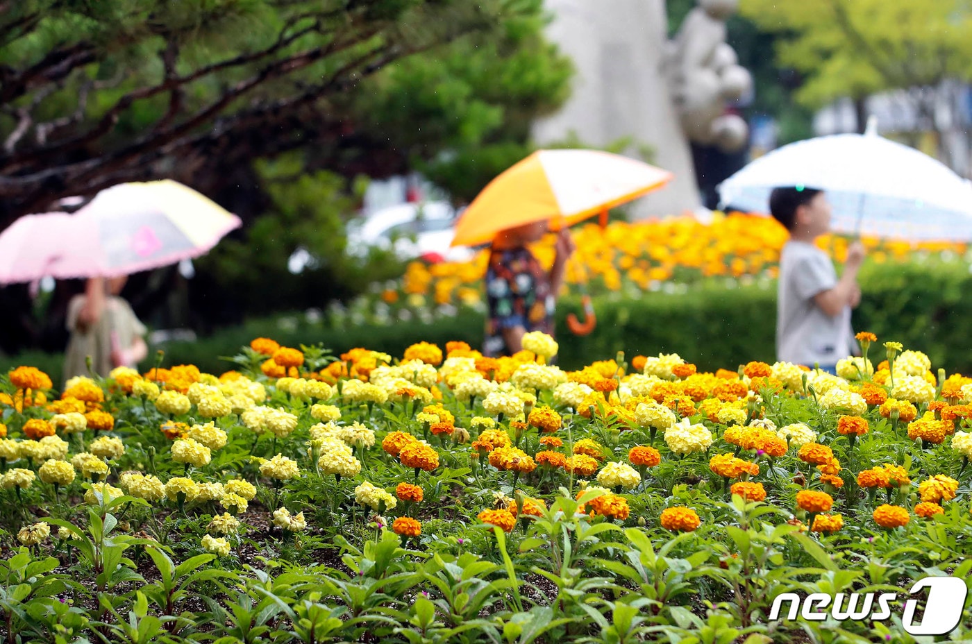 전국적으로 비가 내린 26일 광주 북구청직장어린이집 아이들이 우산을 쓰고 거리를 걷고 있다.(광주 북구 제공.재판매 및 DB금지) 2023.6.26/뉴스1DB