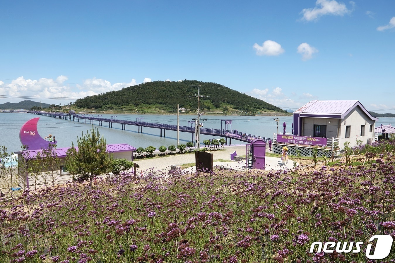 전남 신안군은 10일 사계절 보라꽃이 오감을 자극하는 퍼플섬에서 '2023 버들마편초꽃 봄축제'를 개최한다. (신안군 제공)/뉴스1 