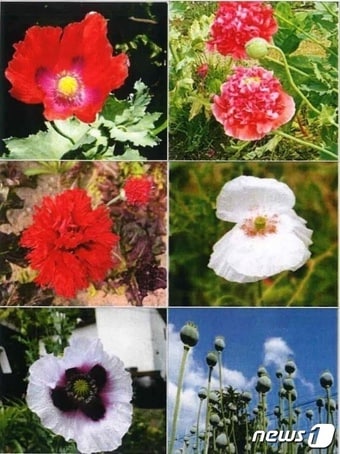 단속용 양귀비 사진.(완도해경 제공)/뉴스1 