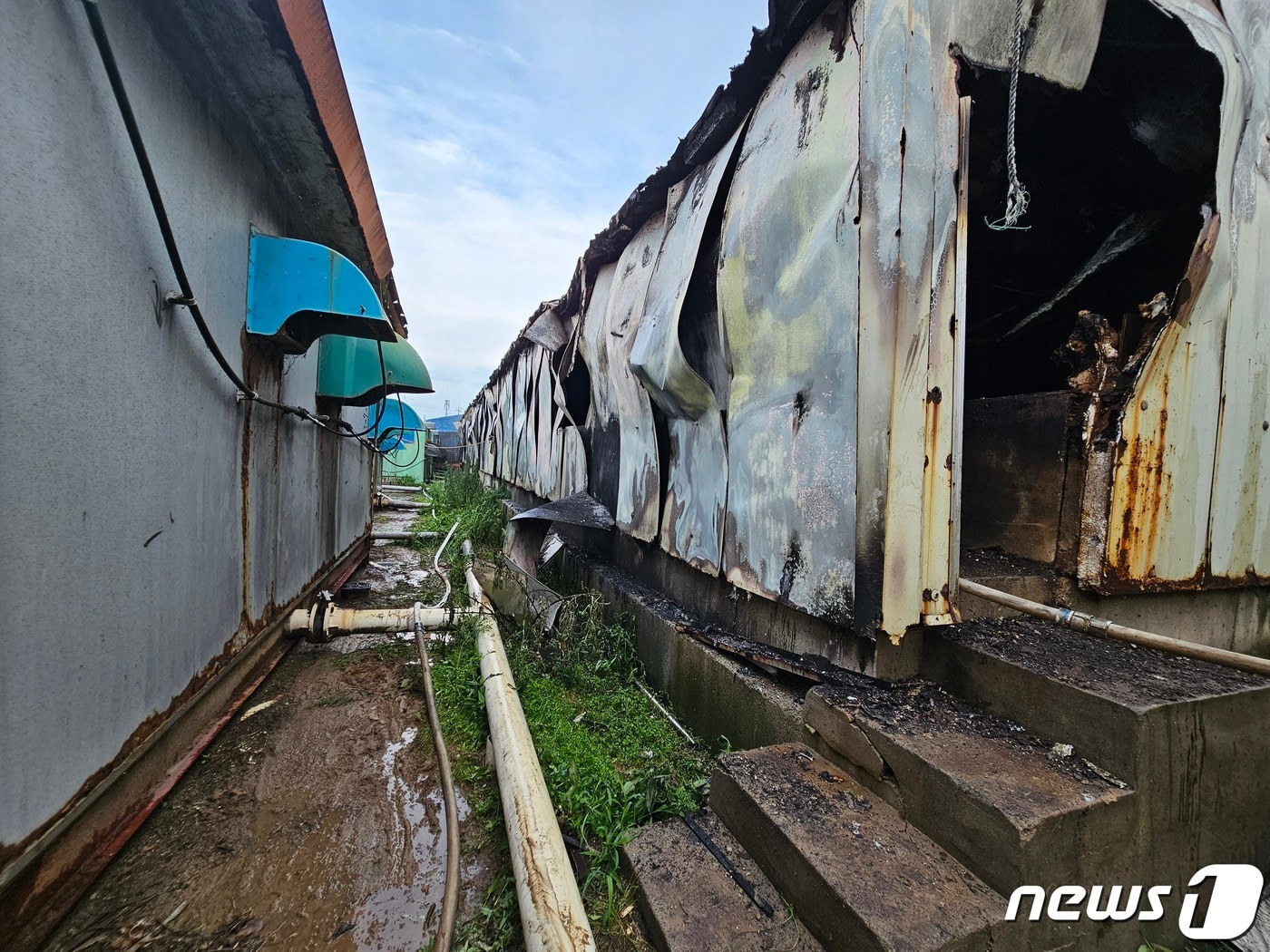 지난 11일 오후 6시께 전북 김제시 용지면의 한 돼지 농장에서 불이 났다.(전북소방본부 제공)2023.7.12/뉴스1
