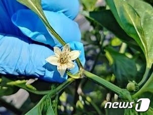 전북 정읍시농업기술센터는 장마가 끝나는 7월 하순부터 고추 생산량 감소에 직접적인 영향을 주는 탄저병과 담배나방의 확산이 우려된다며 병해충 방제에 더욱 신경을 써 줄 것을 당부했다.(정읍시 제공)203.7.12/뉴스1 