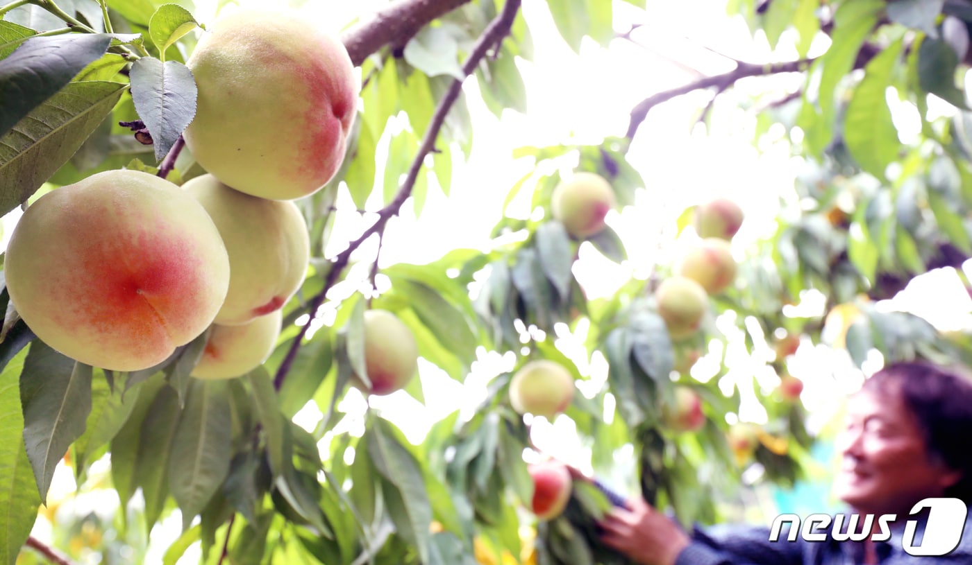 12일 전북 전주시 삼천동 비아마을 유명농장에서 유석용 씨가 복숭아를 수확하고 있다. 2023.7.12뉴스1 ⓒ News1 유경석 기자