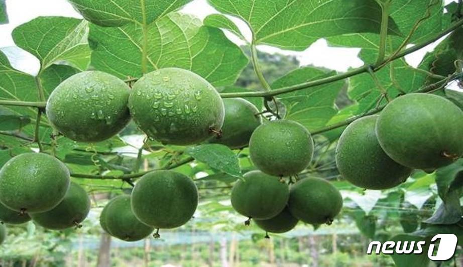 나한과. (한의학연 제공)/뉴스1