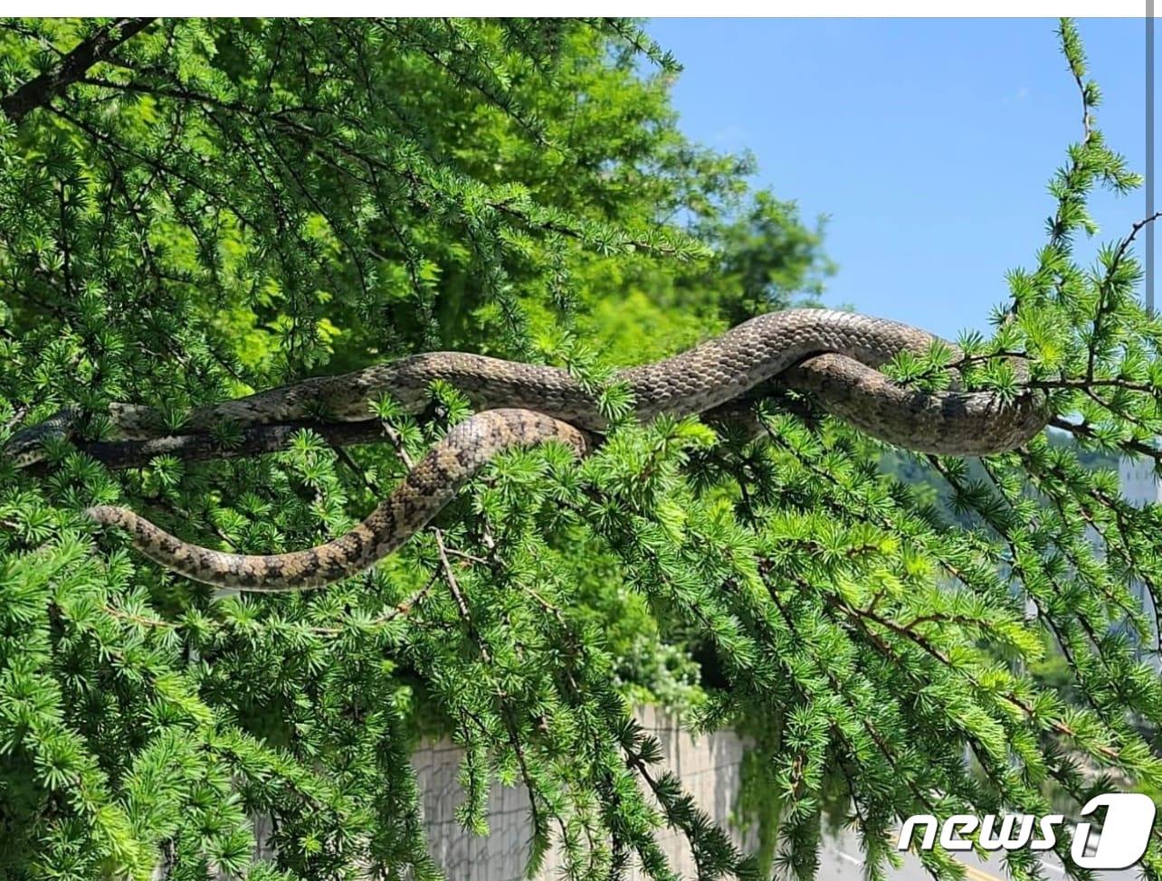 강원 태백 장성광업소 인근에 출몰한 구렁이 추정 뱀.(SNS 캡쳐)