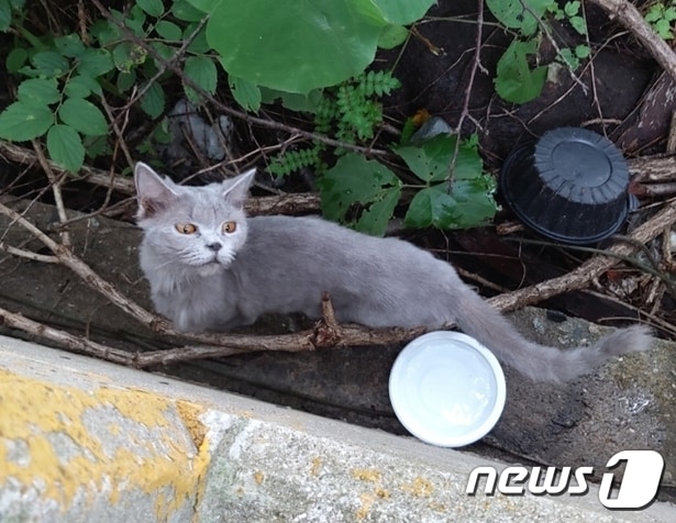 부산 사하구 다대동 산책로에서 발견된 고양이.&#40;부산동물사랑길고양이보호연대 제공&#41;