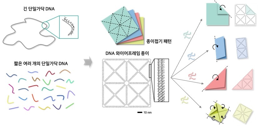 종이접기 패턴 형태의 DNA 와이어프레임 종이 나노구조체 및 형상 변형 개념도. &#40;김도년 서울대 기계공학부 교수 연구팀 제공&#41; / 뉴스1