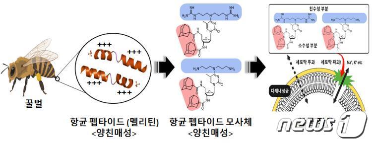 양친매성 구조를 갖는 화합물을 이용, 다제 내성균에 대한 항균 활성(KBSI 제공)/뉴스1