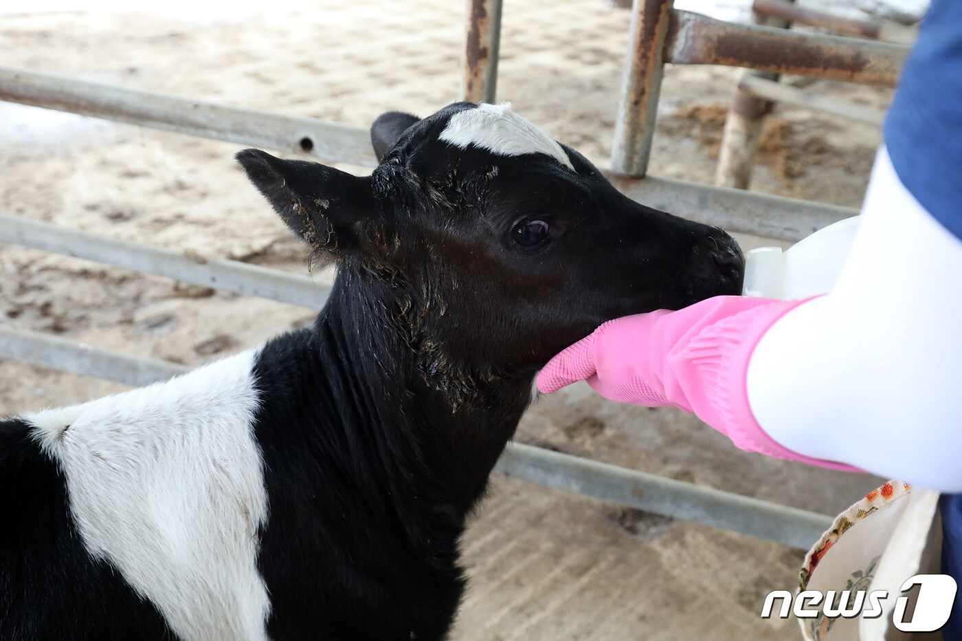 대구 군위군 효령면 병수리 낙농가 ⓒ News1 공정식 기자